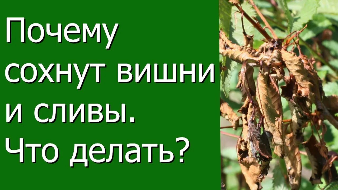 Отчего сохнет. Сохнут ветки у вишни. Сохнет вишня. Засохшая слива. Болезнь вишни сохнут ветки.