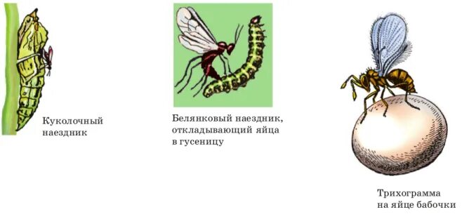 Наездники насекомые откладывают яйца. Наездник трихограмма и яйца капустной белянки. Наездник ЯЙЦЕЕД трихограмма. Наездник откладывает яйца в гусеницу. Яйца наездника