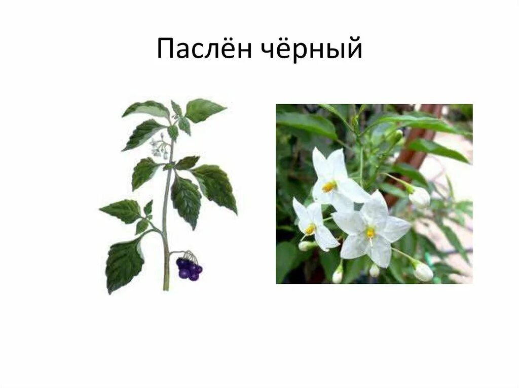 Паслен тип. Листья паслена. паслён чёрный. паслен черный листья. венчик цветка паслен черный.