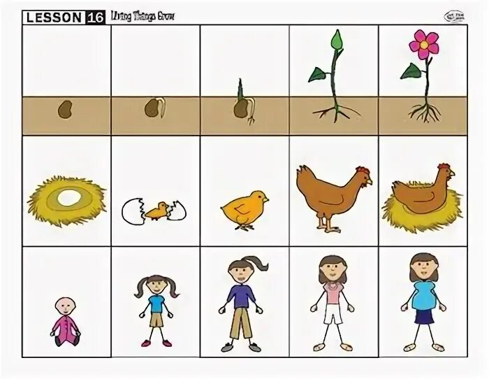 Growth Living Organism. Living things. Seven characteristics of Living things. How does Flower grow Worksheet.