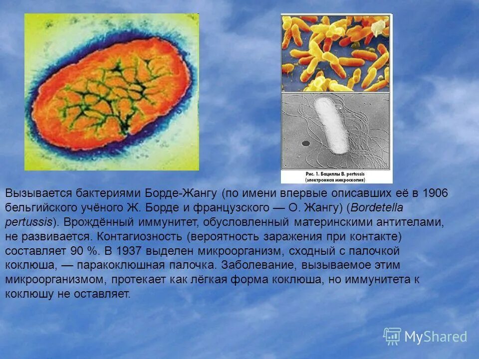 какая бактерия вызывает коклюш