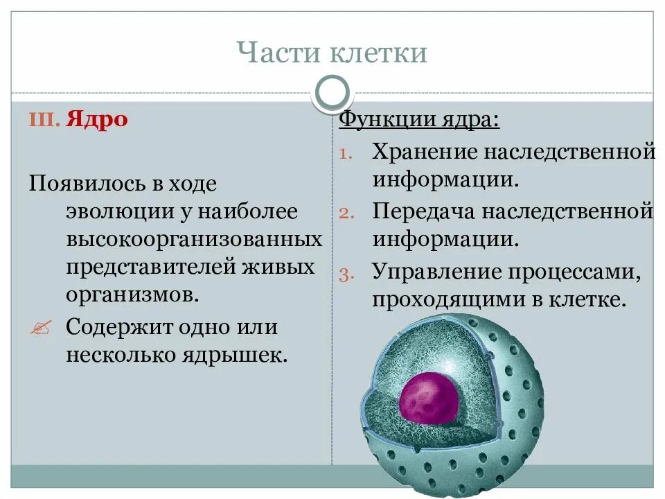 Основные части клетки. Части ядра клетки. Строение ядра клетки. Ядро строение и функции.