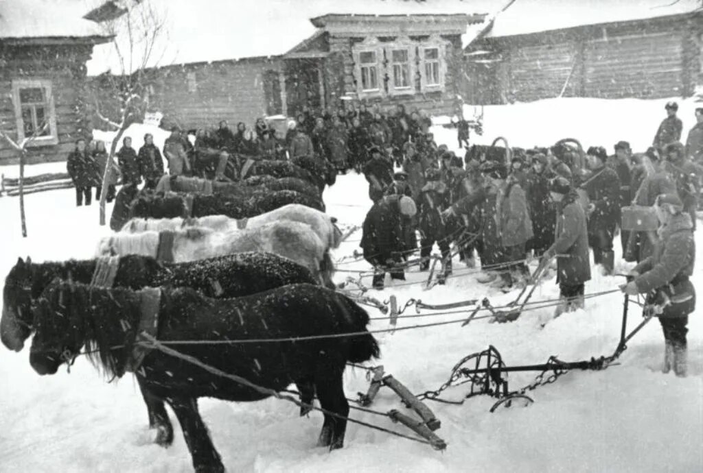 Гужевой скот селян. Колхоз верный путь Старицкий район. Обобществление скота. Колхоз.. Колхоз Сибирь. Сельскохозяйственной артели колхоза «верный путь».