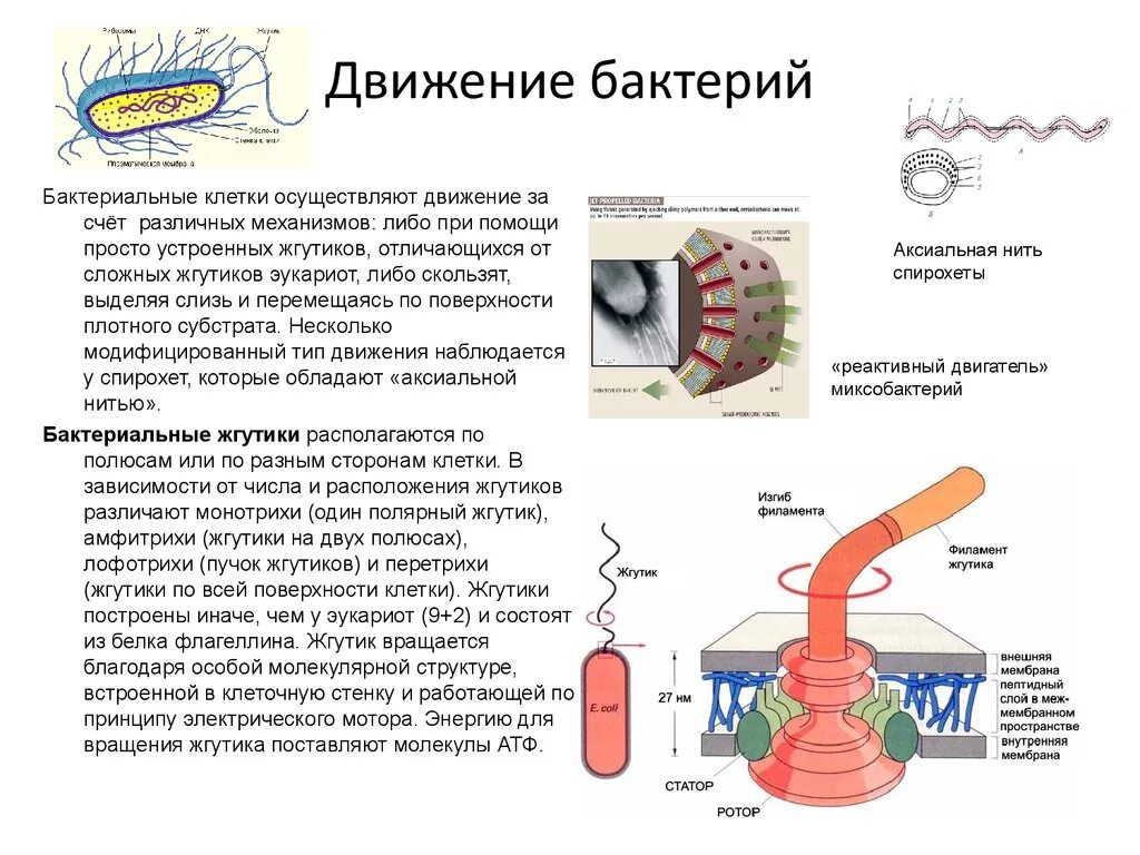 Строение и механизм движения жгутиков. Механизм движения жгутиков бактерий. Строение жгутика бактерий. Типы движения бактерий микробиология. Передвижение бактерий