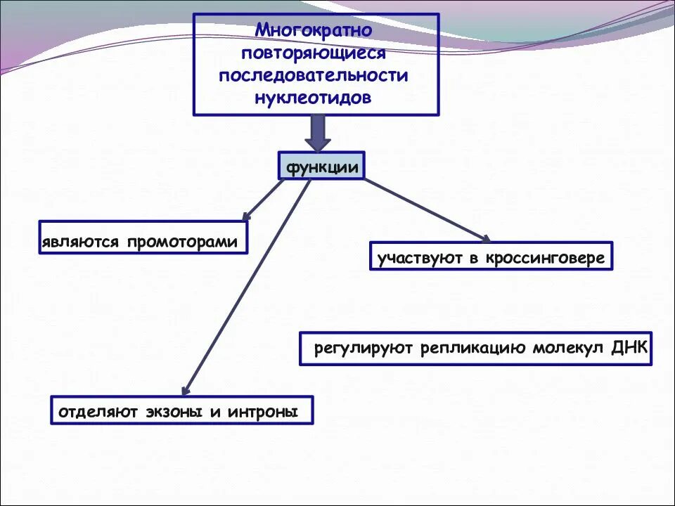 Последовательность действий многократно повторяющаяся в процессе. Повторяющиеся последовательности днк функции. повторяющиеся последовательности функции. повторить последовательность. короткие повторяющиеся последовательности нуклеотидов.