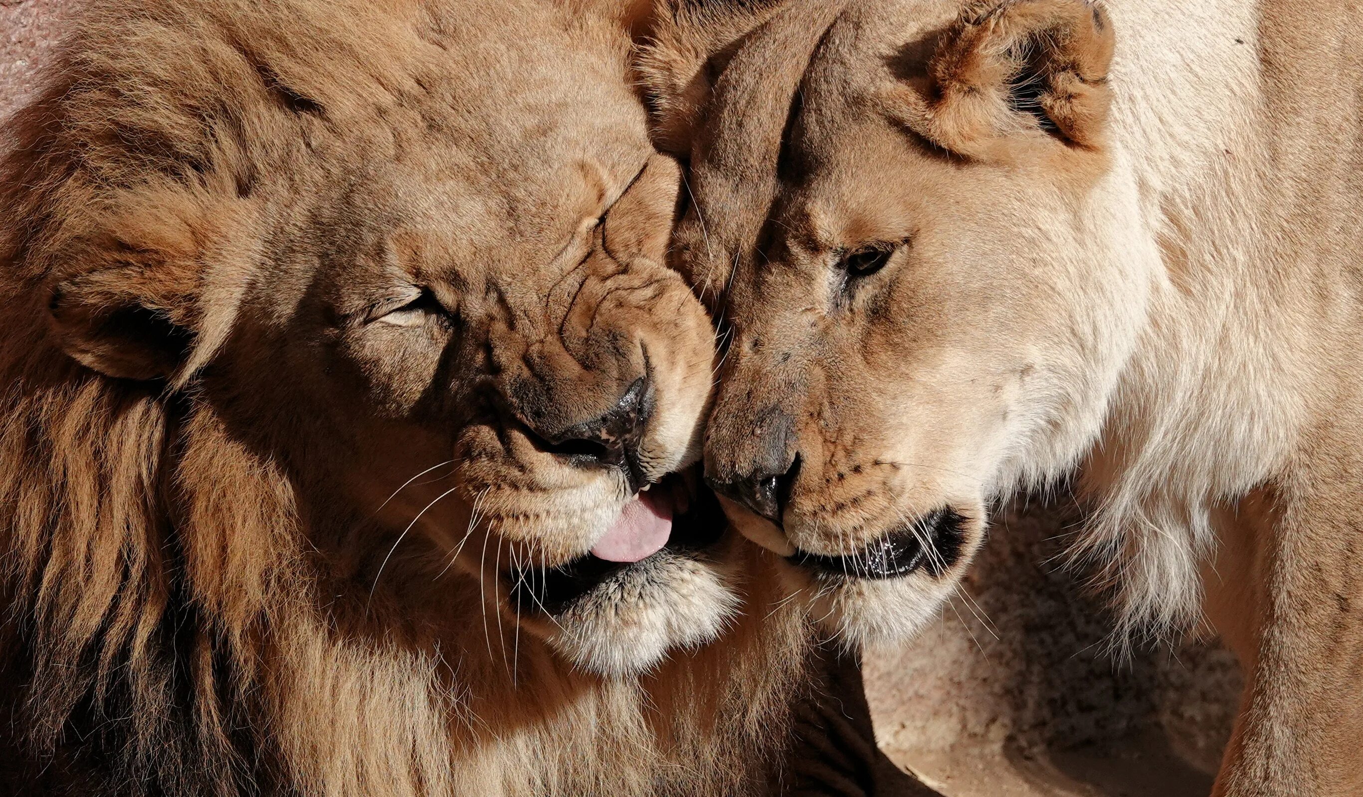 Loving lions