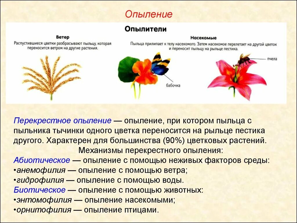 При самоопылении пыльца. Опыление растений насекомыми схема. Перекрестное опыление растений с помощью насекомых. Опыление цветковых ЕГЭ. Типы опыления растений таблица.