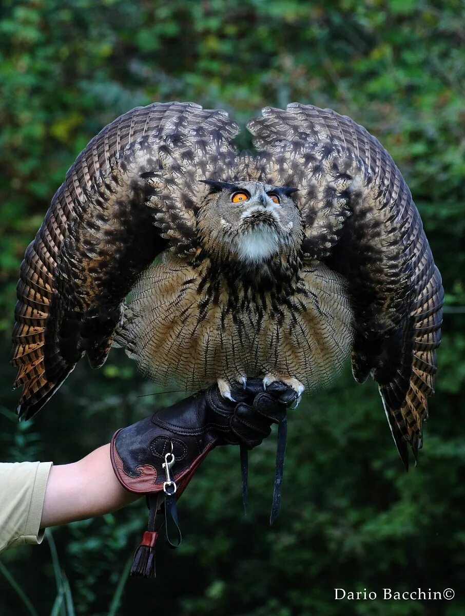 Филин Bubo Bubo. Eagle Owl (Bubo Bubo). Филин Bubo Bubo Linnaeus, 1758. Непальский Филин. Самые большие совы филины