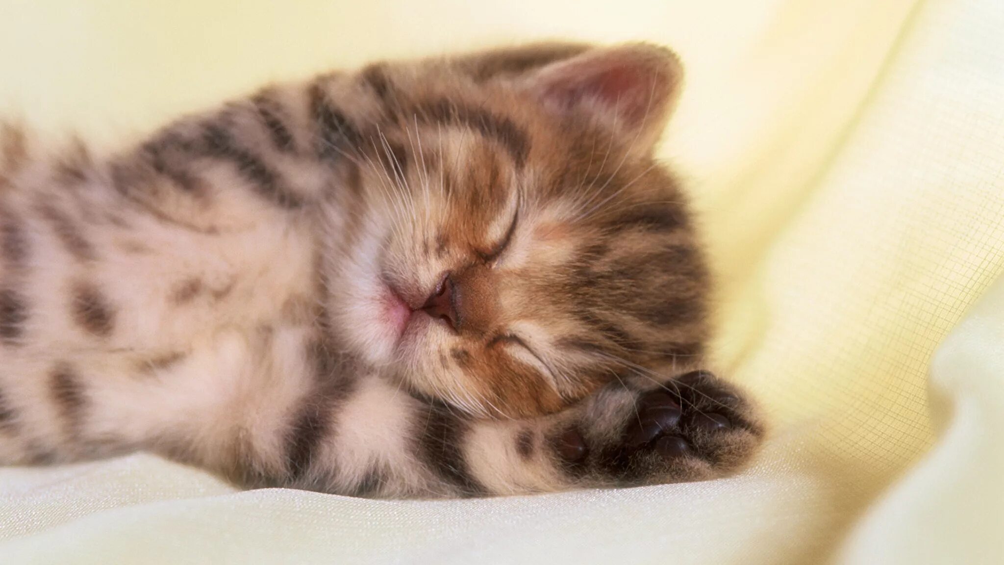 маленький котенок. маленькие котики. сон маленькие пушистые котята. к чему снятся котята. милые спящие котята.