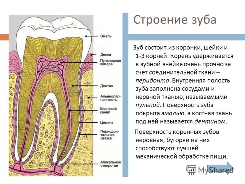 Гистологическое строение зуба. Послойное строение зуба. Схема строения зуба гистология. Строение пульпы анатомия. Какую функцию выполняет зуб человека