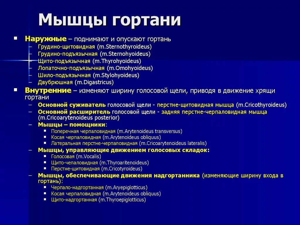 Дал в гортань. Мышцы гортани функции. Мышцы гортани начало прикрепление функция. Конструкторы мышцы гортани функции. Мышцы гортани по функциям.