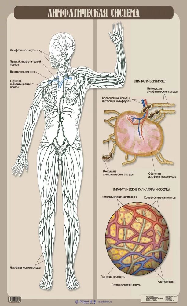 Лимфатическая система человека анатомия. Атлас анатомии человека лимфатическая система. Лимфатическая система таблица лимфатические узлы. Лимфатическая нервная система. Рисунок лимфатической системы