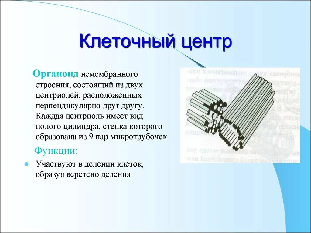 Клеточный центр состоит из двух центриолей цилиндрические структуры. Клеточный центр немембранный органоид рисунок. Органоиды клетки клеточный центр функции. Строение органоида клетки клеточный центр.