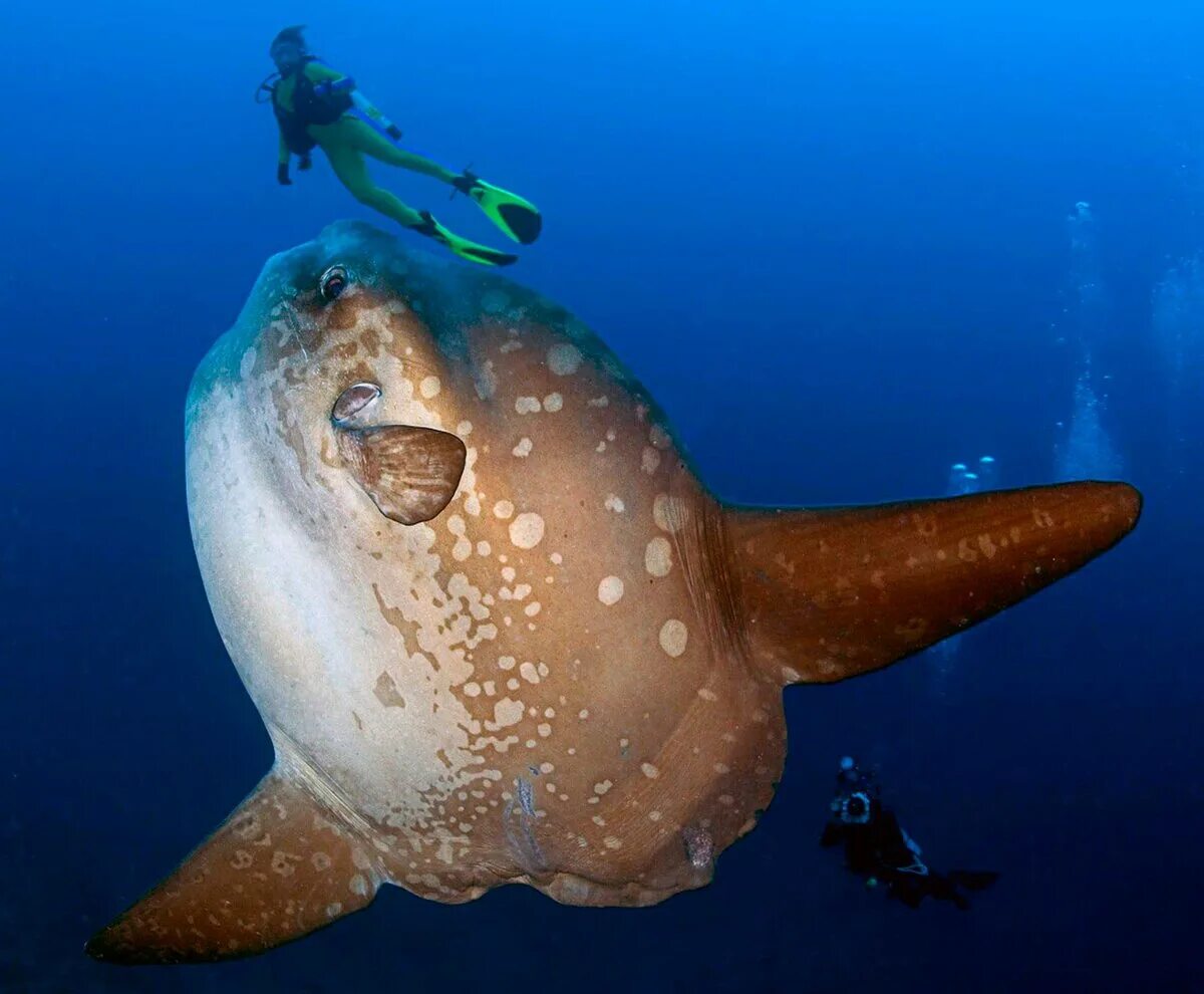 Mola Mola рыба. Рыба Луна мола мола. Рыба Луна гигант. Sunfish рыба.