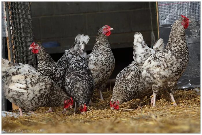 курочки ломан браун. авито белгород куры несушки. хайсекс браун молодняк. авито белгород куры несушки. куры красные несушки ломан браун.