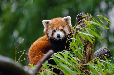 Red panda
