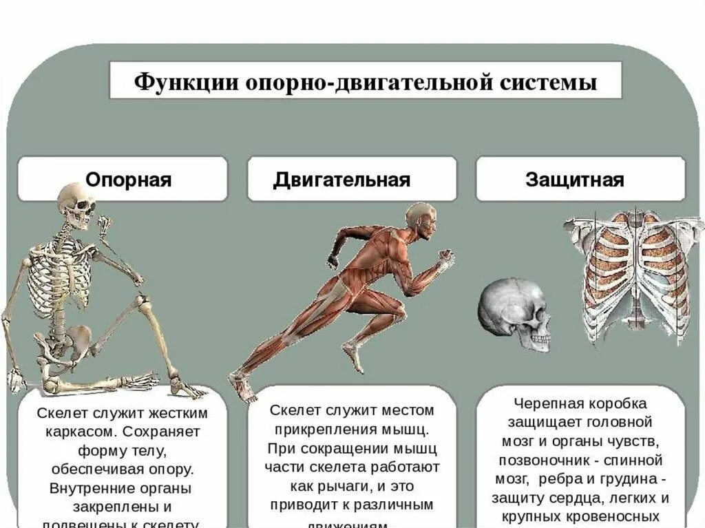 Функции активной части опорно-двигательной системы. Функции опорной системы человека. Система органов опорно – двигательная система функции. Характеристика опорно двигательной системы.