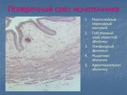 Слизистая оболочка мочеточника