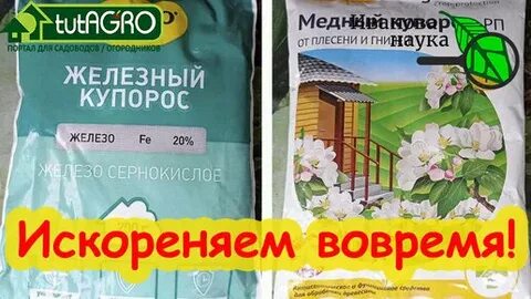 Обработка сада карбамидом и железным купоросом осенью