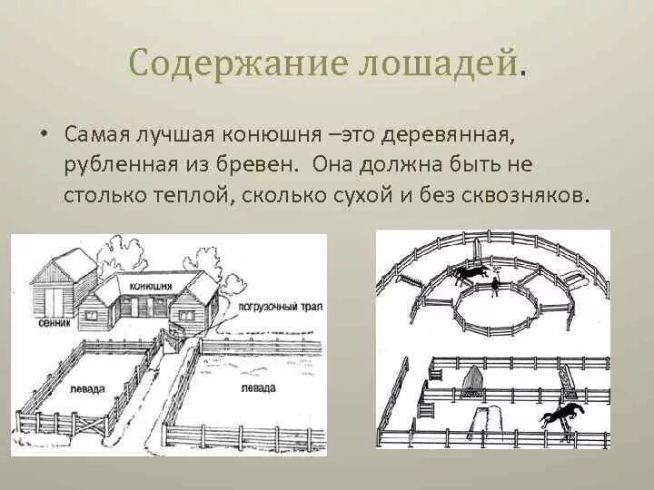 Содержание коней