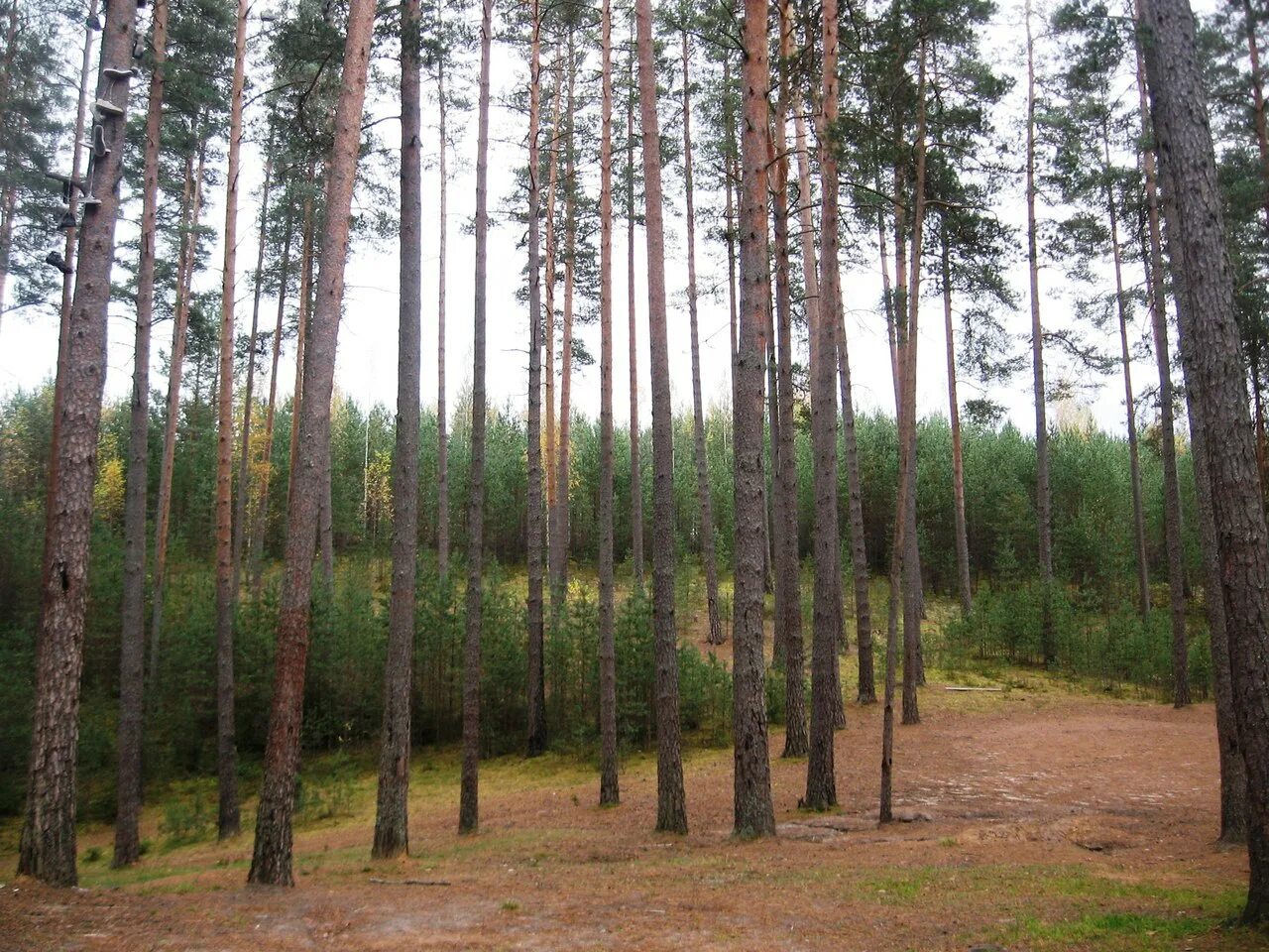 Опушка леса урал. Леса под лугой. Хвойный лес ленинградская область. Лужский район лето лес. Сосновый бор ленобласть.