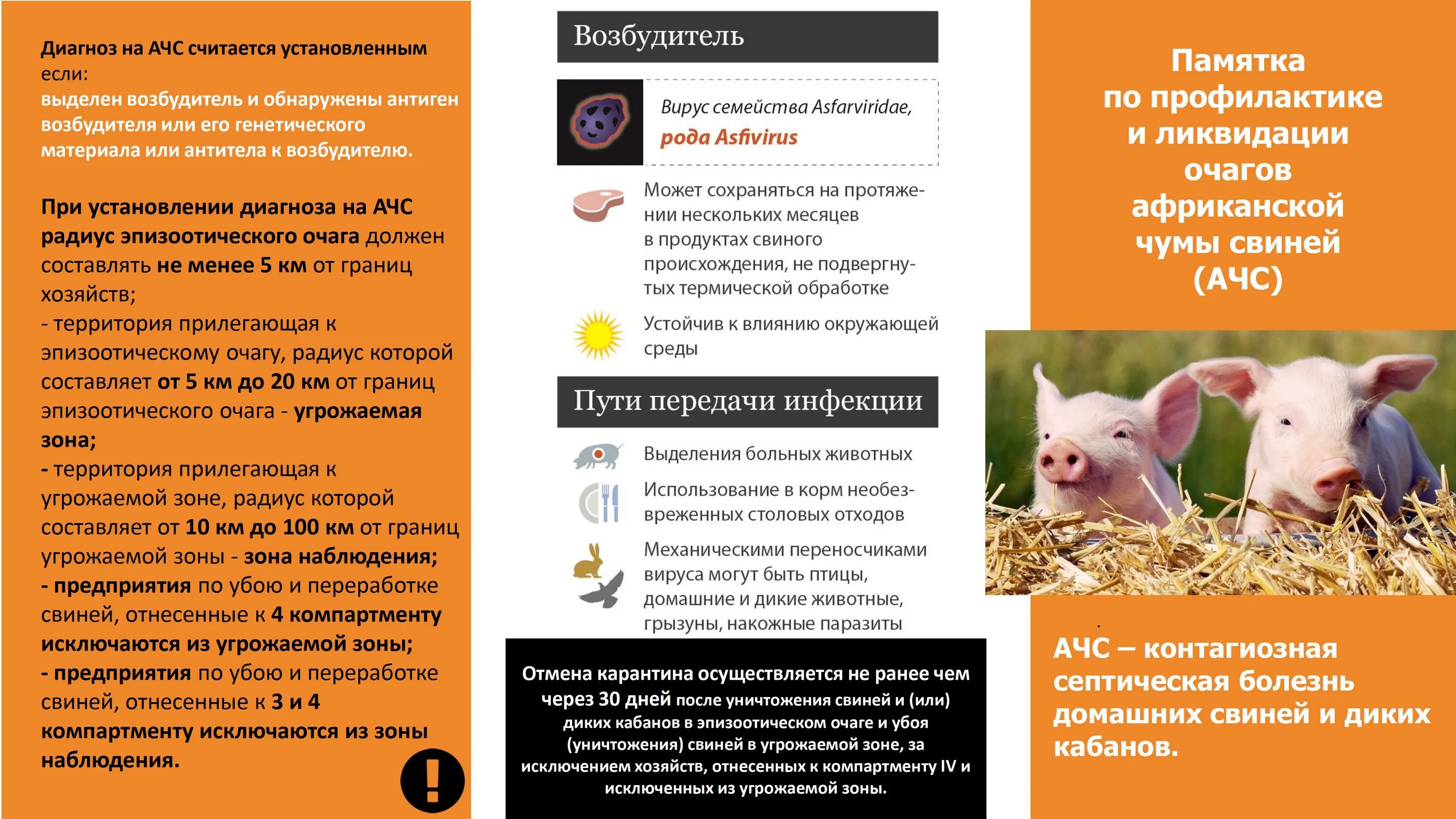 Ветеринарные правила грипп. Памятка по профилактике АЧС для населения. Заболевание Африканская чума свиней памятка для населения. Африканская чума свиней буклет. Памятка Африканская чума.