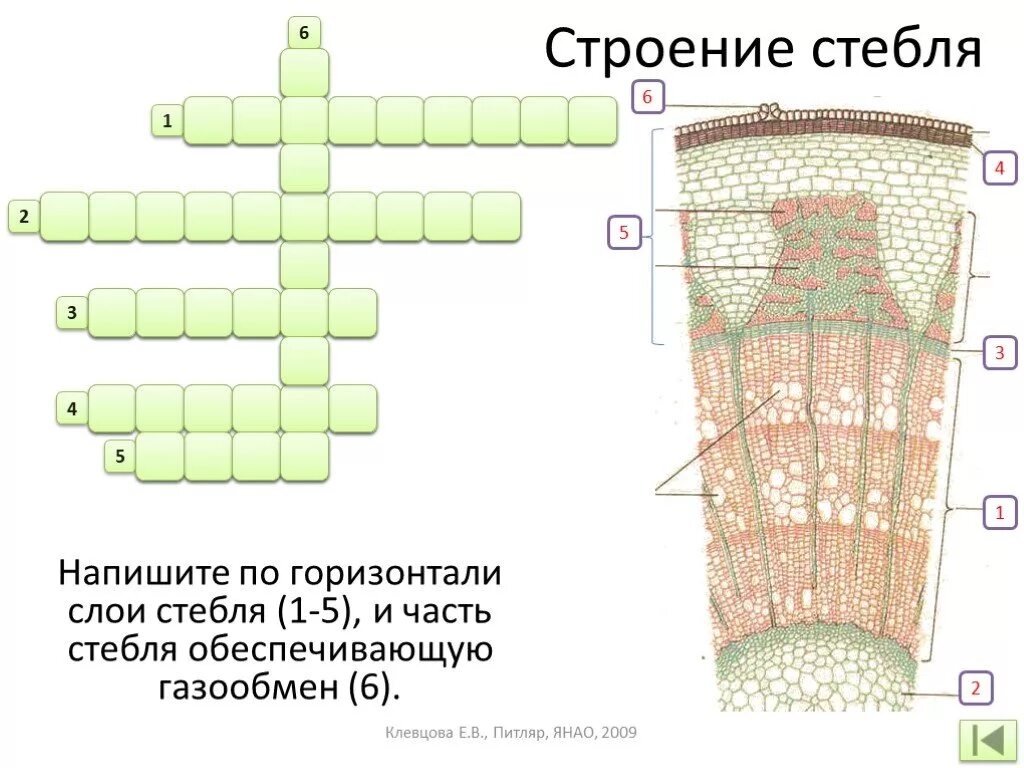 Строение растения 6 класс биология тест. Внутреннее строение стебля(побег). Внутреннее строение стебля растения биология 6 класс. Строение стебля растения 6 класс биология. Строение стебля 6 класс.