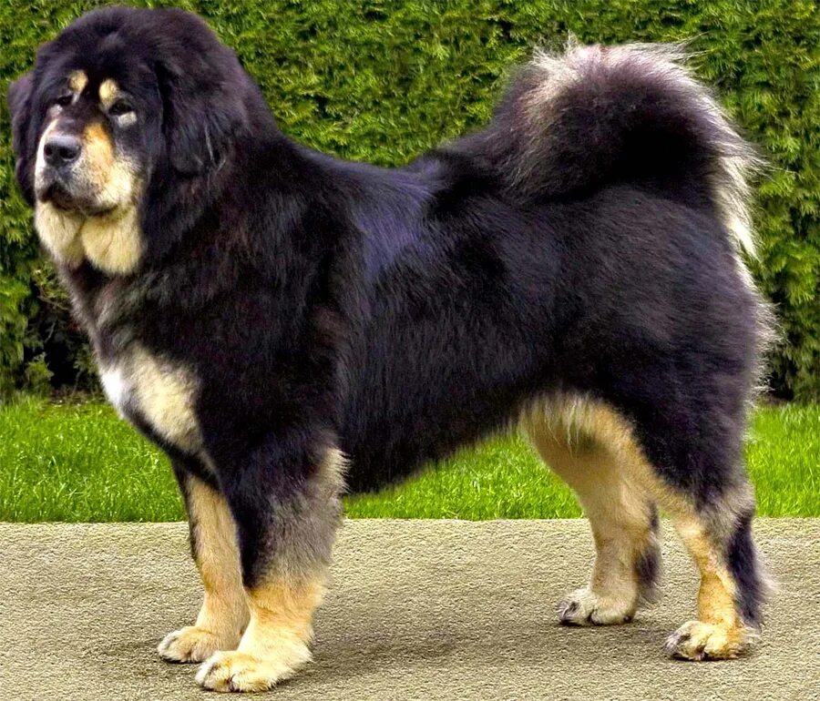 Название крупных собак. Тибетский мастиф. Собаки породы тибетский мастиф. Королевский тибетский мастиф. Маламут тибетский мастиф.
