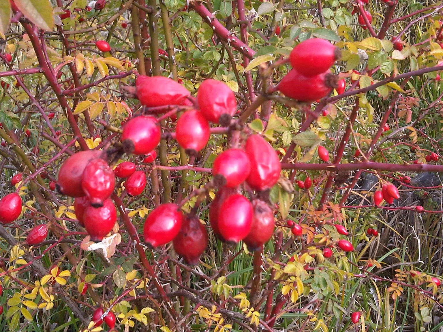 Как используют современные садоводы шиповник собачий. Шиповник собачий (rosa canina). шиповник многоцветковый. шиповник иглистый плоды.