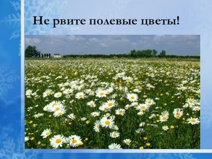 Презентация не рвите цветы не рвите