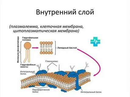 Влияние различных факторов на мембрану клеток