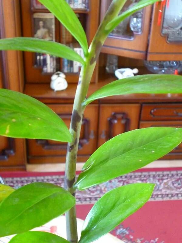 замиокулькас полосатый. замиокулькас тонкие стебли. замиокулькас пятна на стебле тёмные. замиокулькас щитовка. пятна на стеблях замиокулькаса.