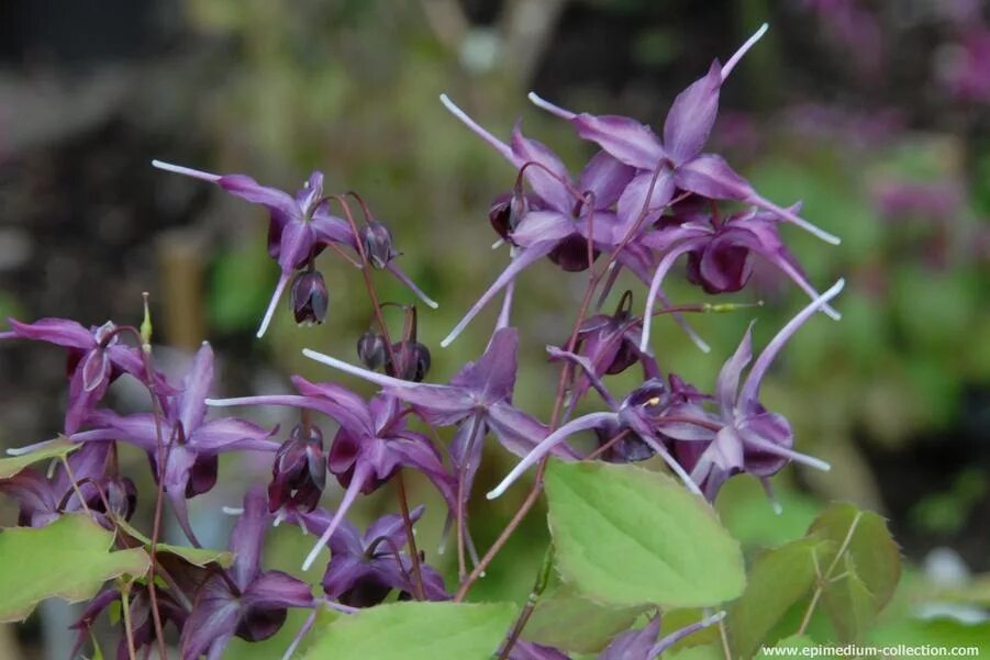 Горянка purple prince. Горянка юнга розеум. Горянка lilafee. Горянка описание. Горянка описание.