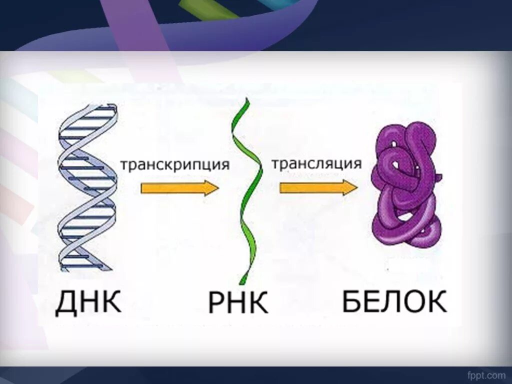 Транскрибируемая днк направление. Транскрипция и трансляция ДНК. Трансляция ДНК. Транскрипция ДНК. Транскрипция и трансляция в биологии.