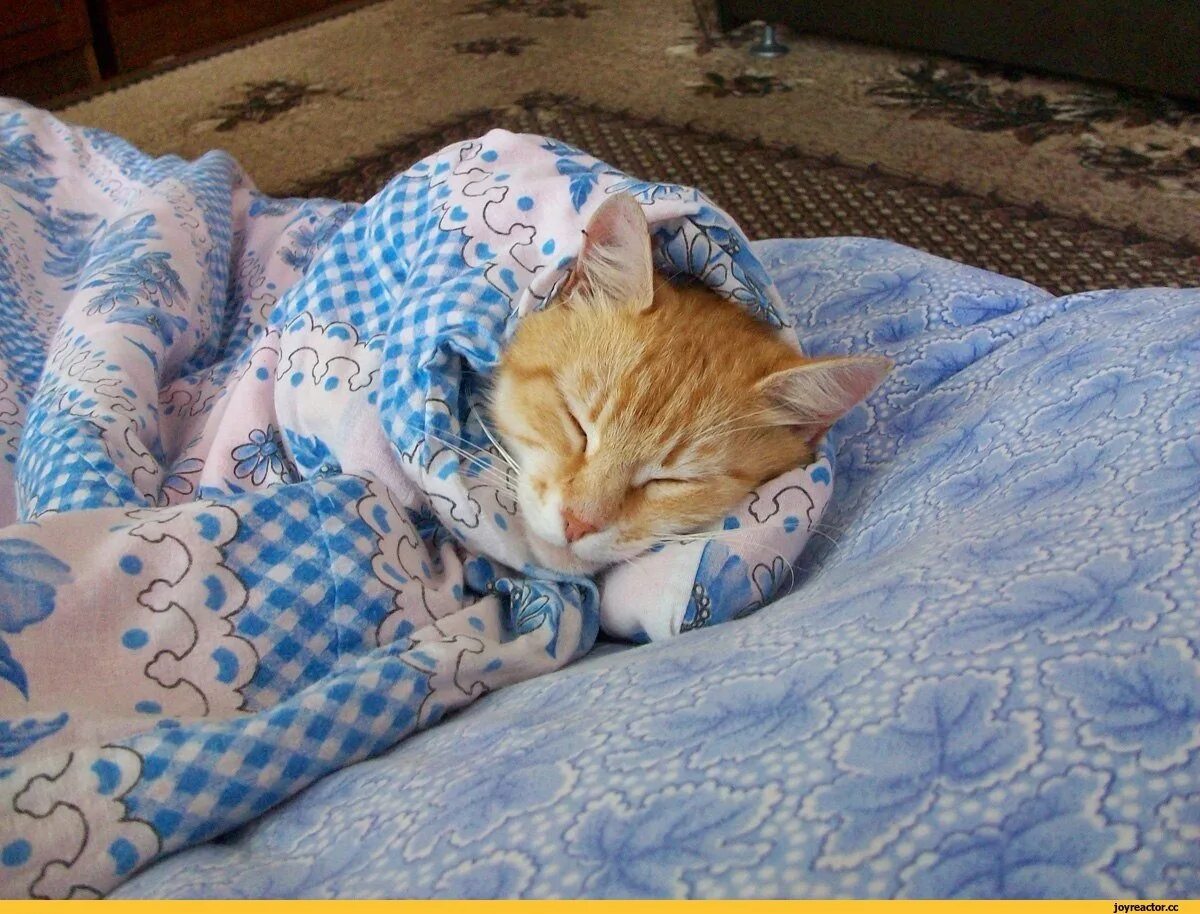 Спящий кот под одеялом. Кот спит под одеялом. котенок спит под одеялом. кот в одеяле. спящий котик под одеялом.