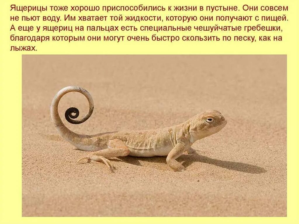 Ящерица основа слова. Пустынная ящерица круглоголовка. ящерица песчаная геккон. круглоголовая агама. ящерка в пустыне.