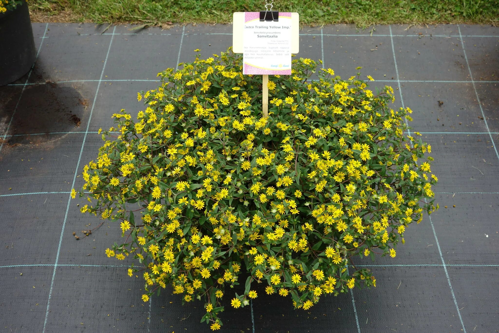 Санвиталия голд брейд. Санвиталия голд бреид. Санвиталия солярис компакт. Trailing yellow. Санвиталия вегетативная.