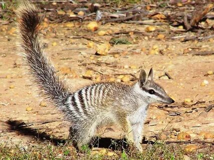 Numbat