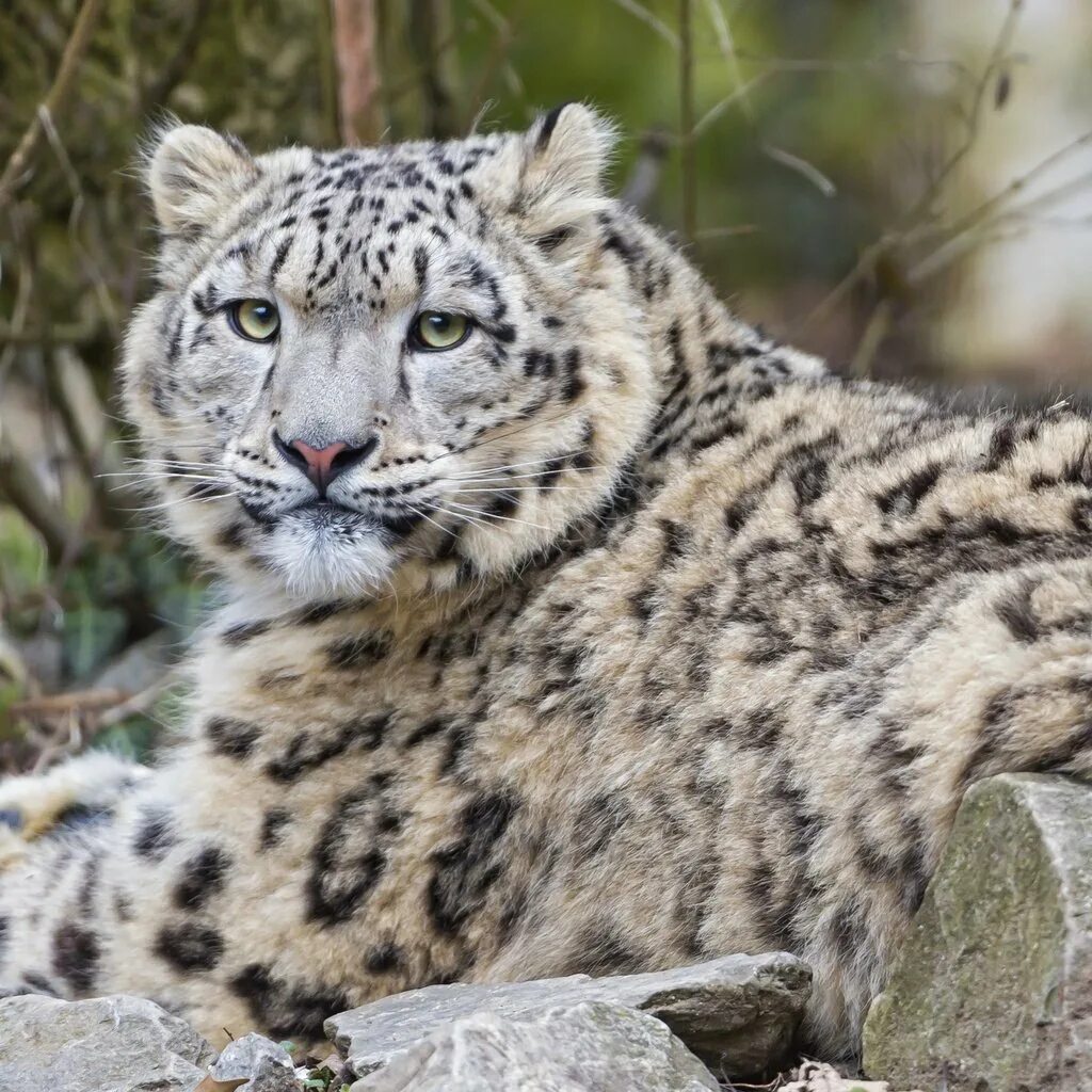Ирбис кошачьи