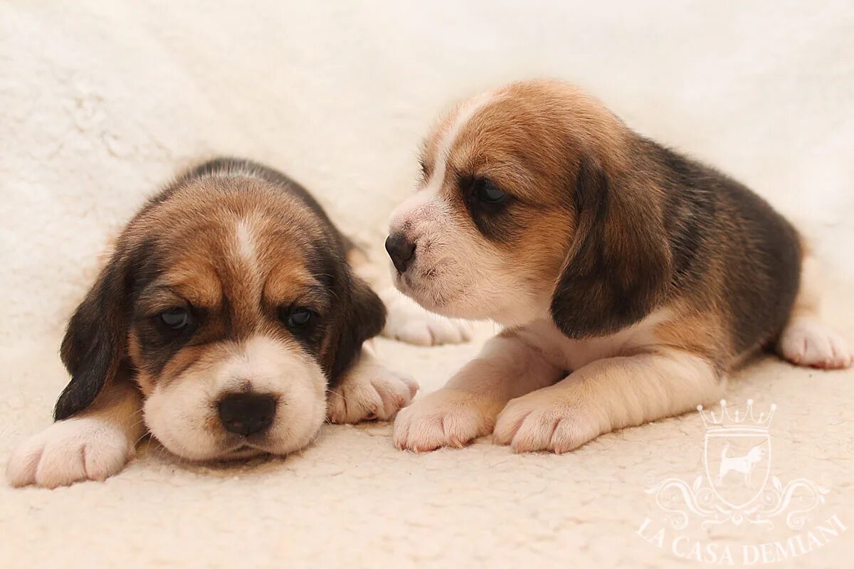 щенки 2 недели лабрадора 2 месяца. щенок 3 недели фото. щенки вео 2 недели. щенок 3 недели. щенок 3 недели.