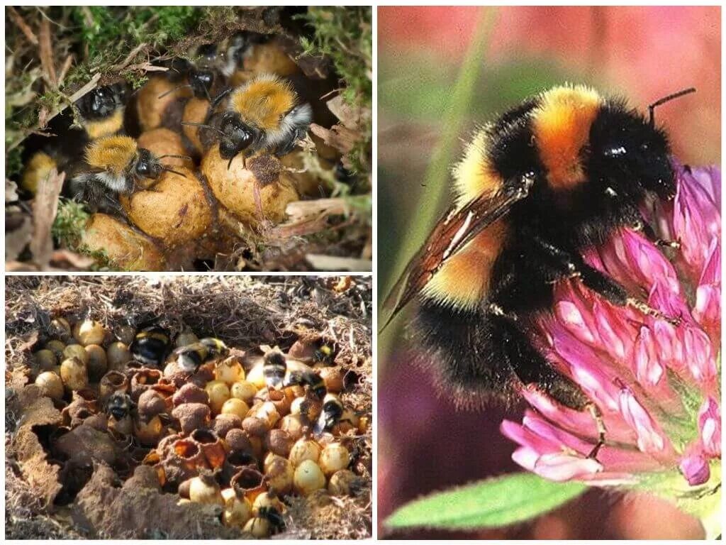 Где живут шмели. Bombus Шмель гнездо. Шмель Моховой семейство настоящие пчелы. Шмель полевой (семейство настоящие пчелы).