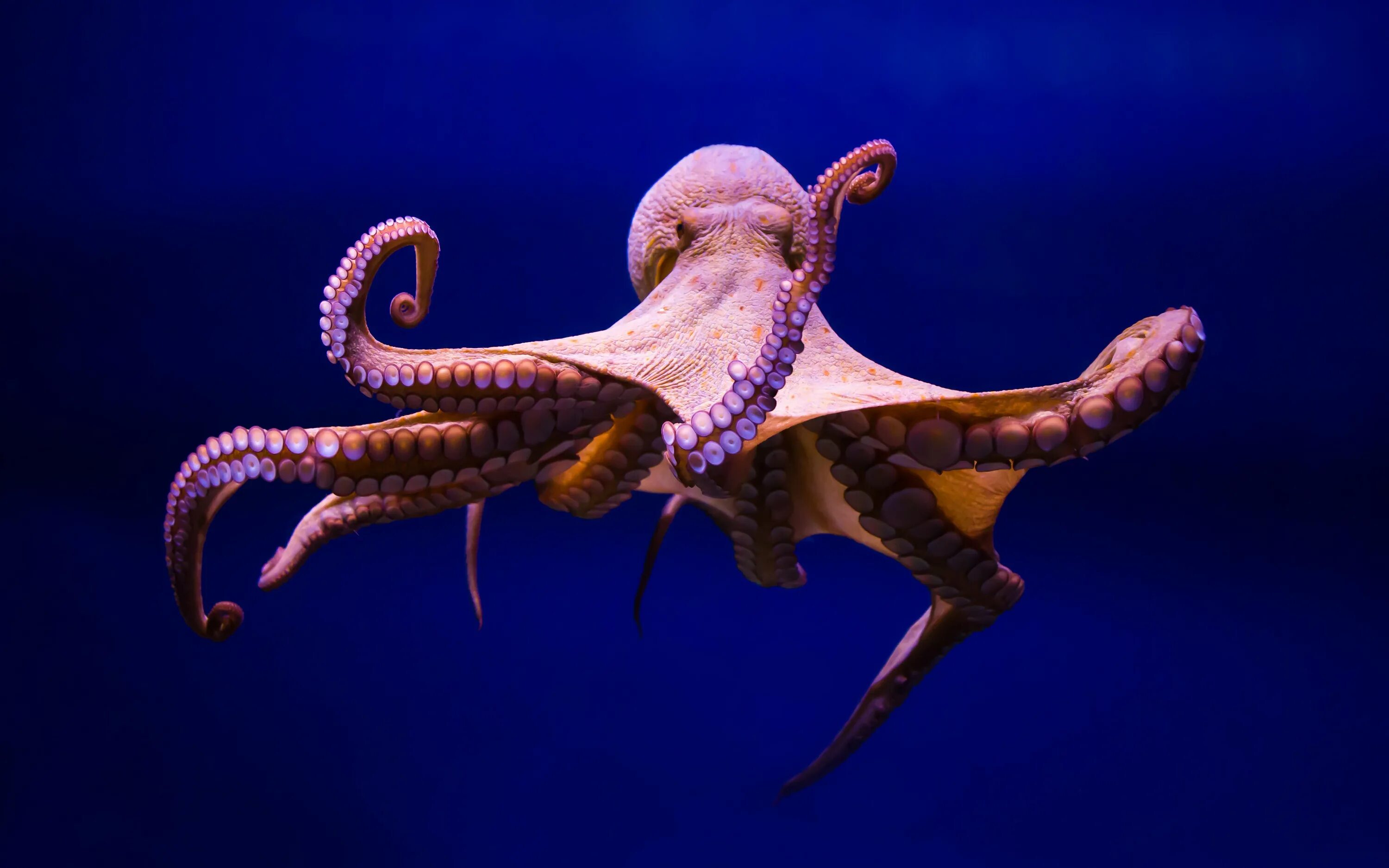 Осьминог Octopus vulgaris. Длиннощупальцевый осьминог. Синекольчатый осьминог. Длиннощупальцевый Спрут.