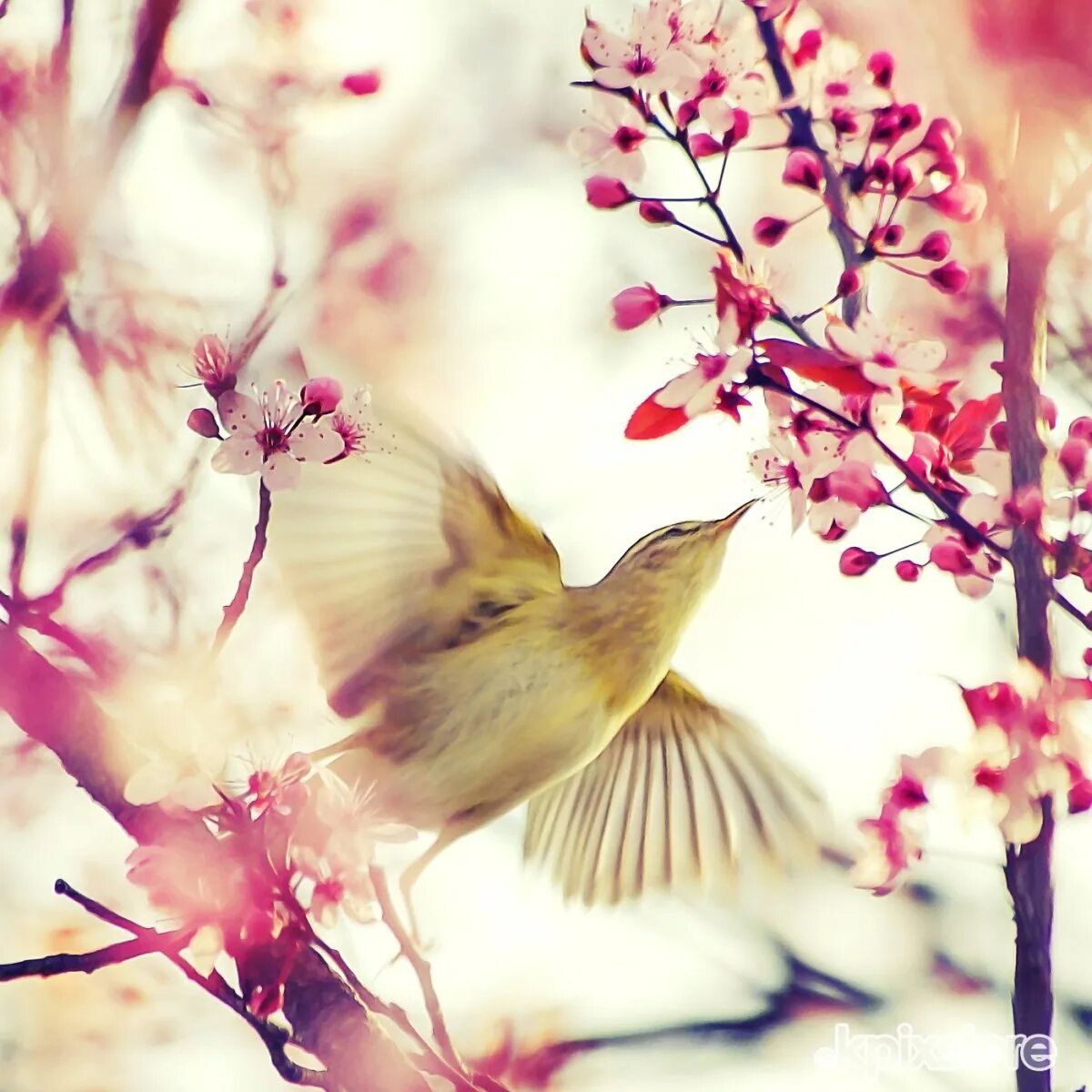 Птица праздника весны. Весенние птички. Птицы весной. Птицы на Сакуре. Птица на ветке.