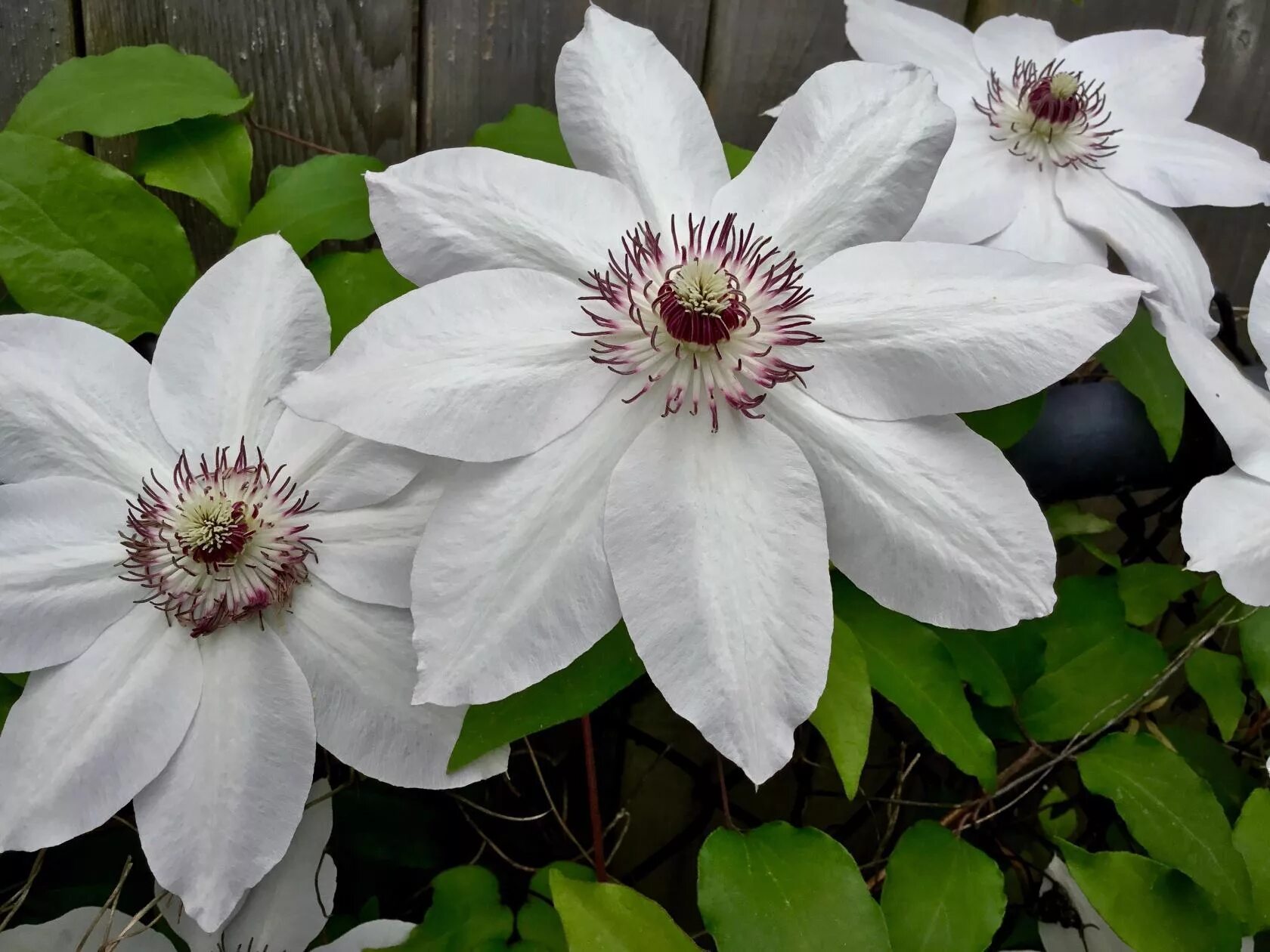 Клематис белый сорта фото. Клематис henryi. Клематис Clematis henryi.