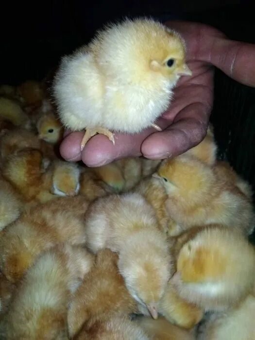Суточные цыплята Ломан Браун. Суточный цыпленок Ломан Браун цыплёнок. Родонит цыплята суточные. Петушки Ломан Браун суточные. Суточные цыплята браун