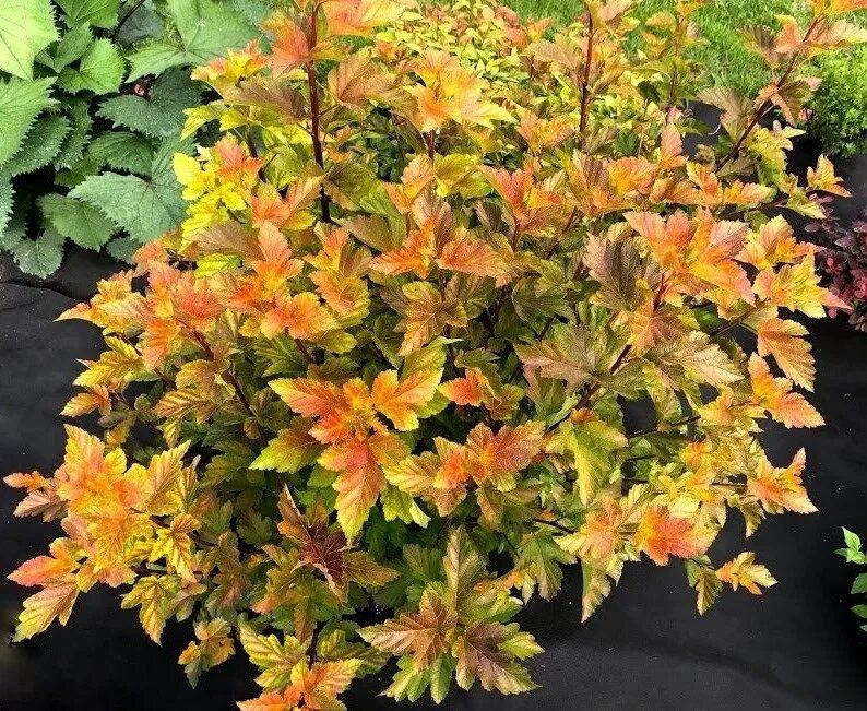Пузыреплодник калинолистный Эмбер Джубиле (Physocarpus opulifolius Amber Jubilee