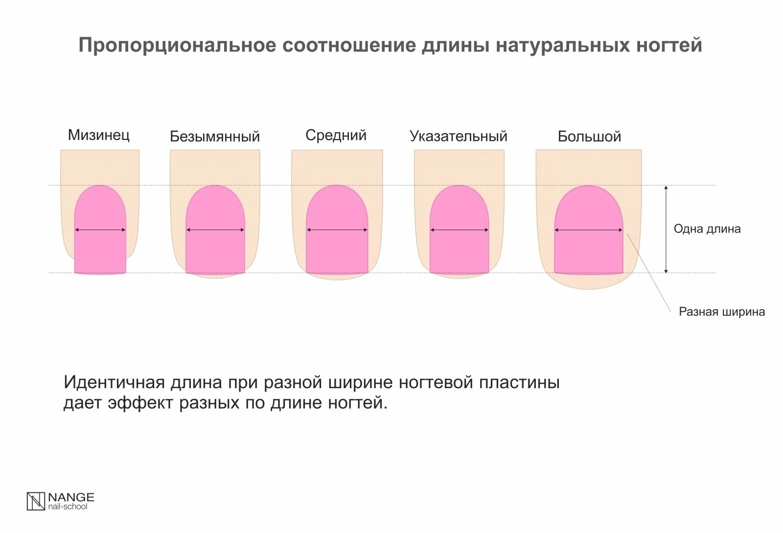 Схема опил формы ногтя при маникюре. Схема опила длины ногтей. Схема опила формы квадрат ногтей при маникюре. Схема опила ногтей соотношение. Изменение формы ногтей