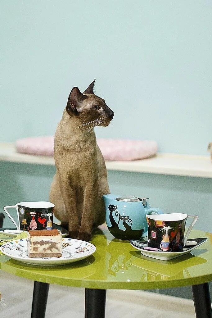Включи коте ресторан. Кот в кафе. Кошка в ресторане. Котокафе. Антикафе с кошками.
