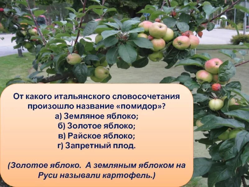 Почему яблоко назвали яблоком