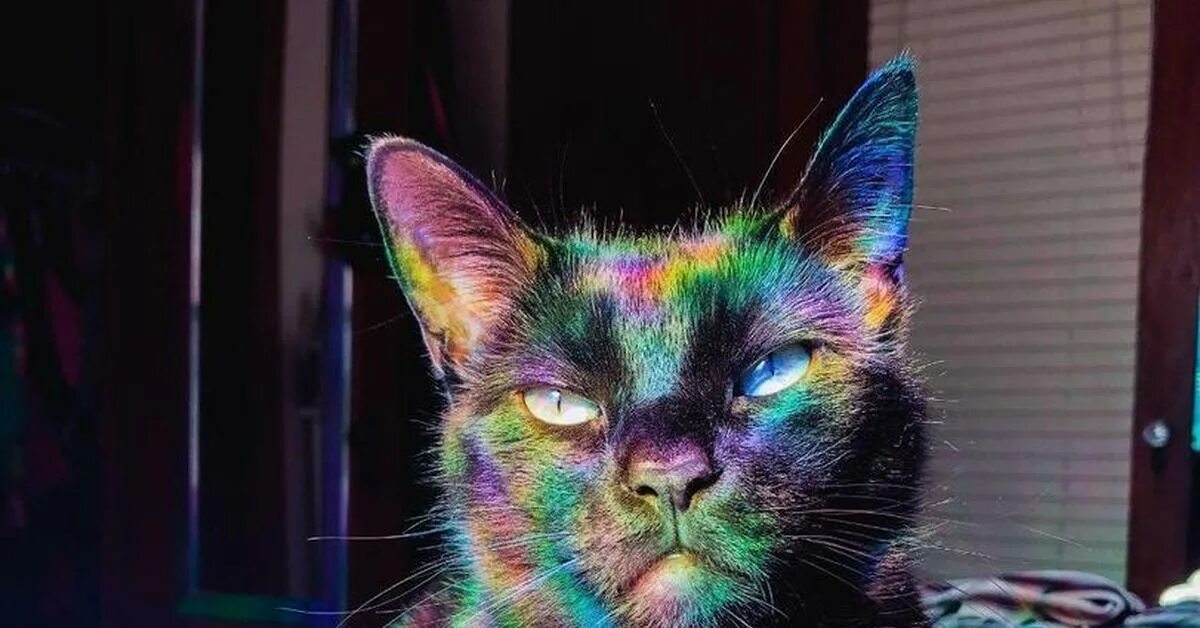 Кот хамелеон. Кошку покрасили. кот + хамелеон = котмелеон. покраска кошек.